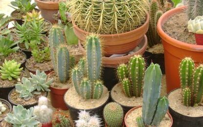 Los cactus